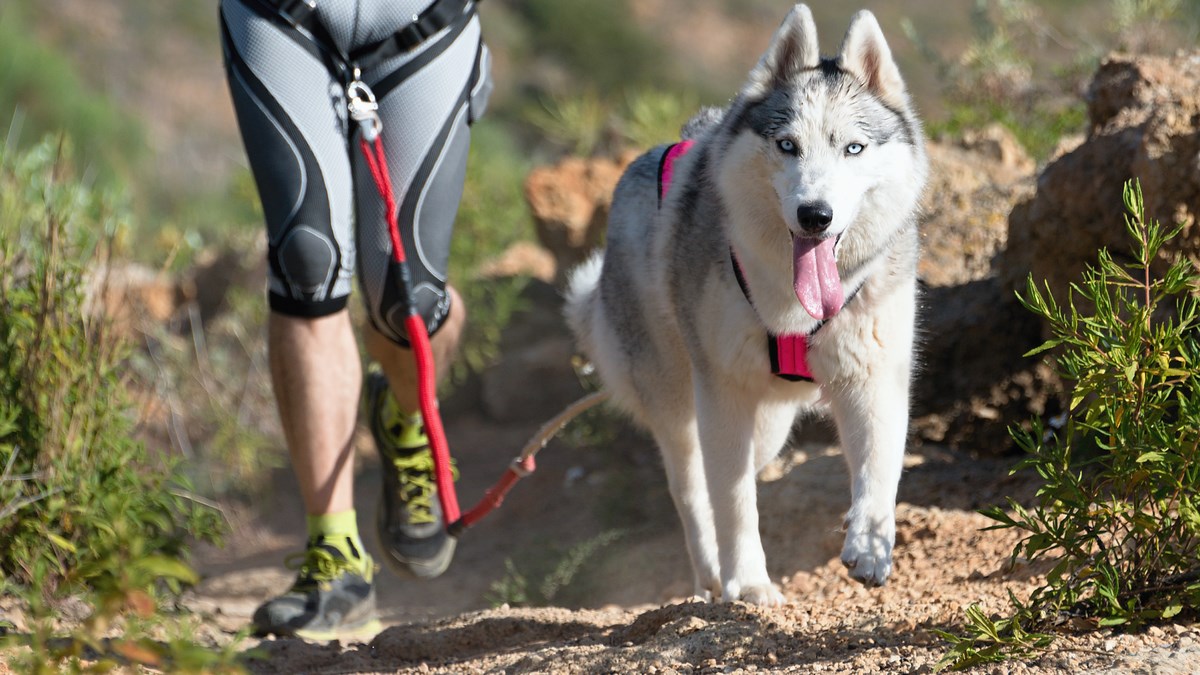 ZAGREB Pridružite se zabavnoj disciplini canicross s vašim ljubimcem