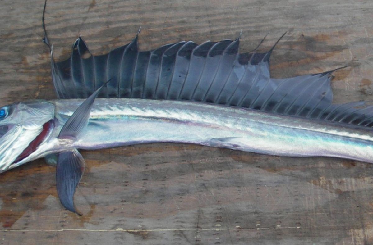 Pronašli morsko čudovište, ribu kanibala sa zubima dugim tri centimetra