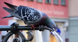 Španjolska bolnica za životinje liječi ptice pogođene ljetnim vrućinama