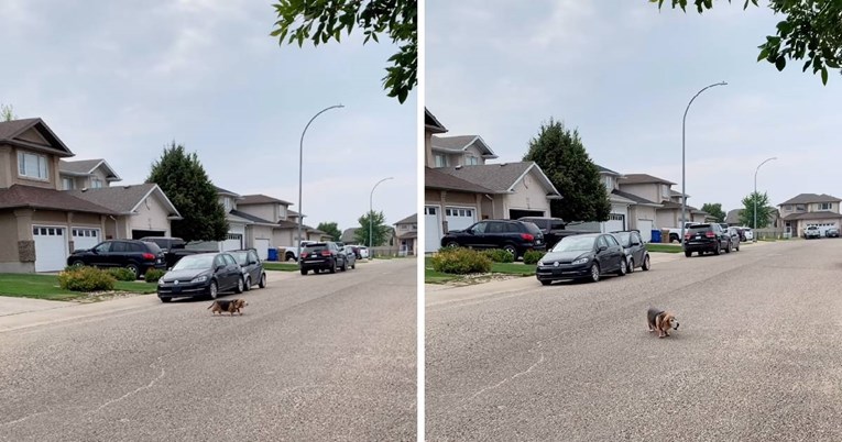 Skitnja je brzo završila: Odbjegli baset se vratio kući zbog preslatkog razloga