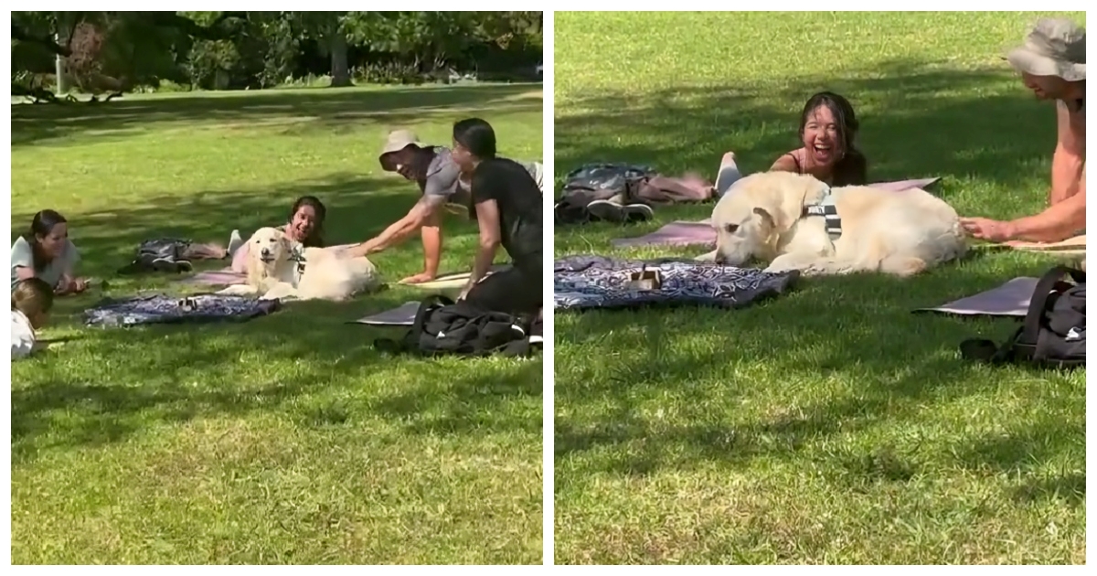 VIDEO Zlatni retriver upao na sat joge u parku, snimka je oduševila sve