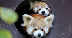U zagrebačkom ZOO-u obilježit će se dan crvenih pandi