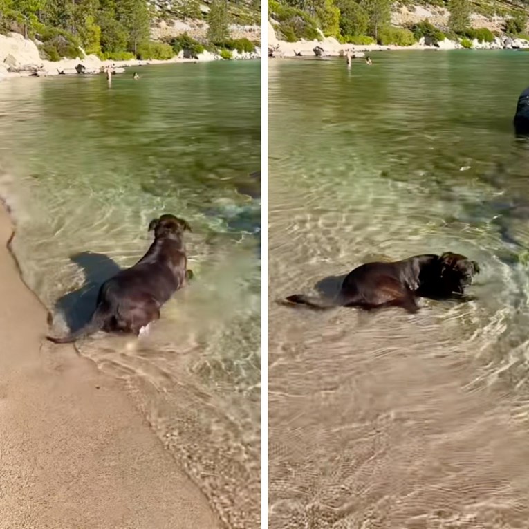 Lijepu labradoricu nitko nije htio zbog starosti. Jedan par joj je promijenio život