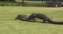 Šokirani golferi na terenu snimili brutalan fajt aligatora: "Trajao je dva sata"