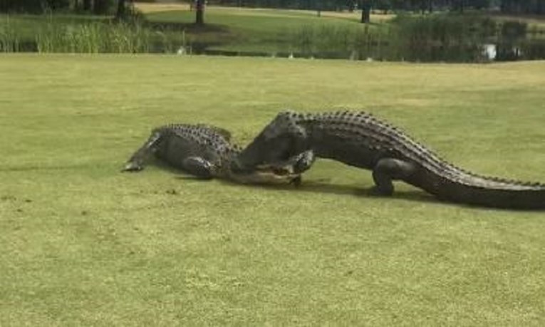 Šokirani golferi na terenu snimili brutalan fajt aligatora: "Trajao je dva sata"