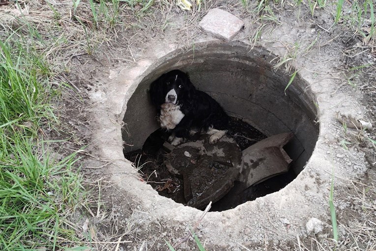 Zapaljeni automobil doveo do čuda: Vatrogasci spasili psa koji se tražio 34 dana