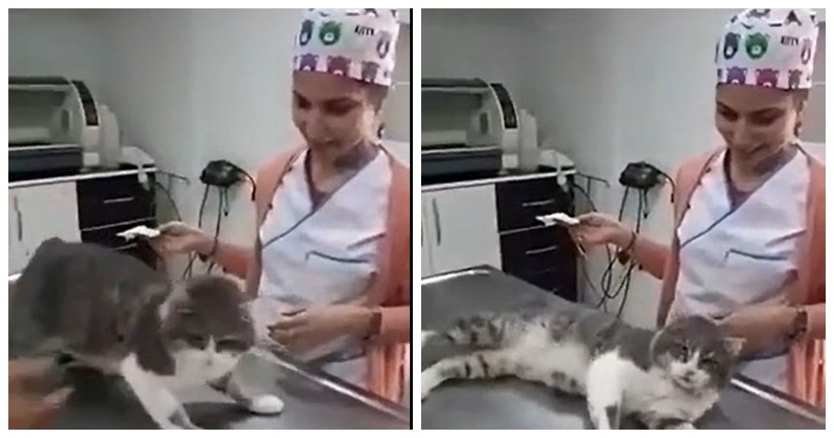 Ova mačka se toliko želi maziti da pravi probleme veterinarki