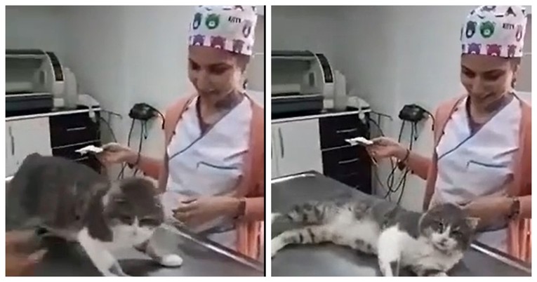 Ova mačka se toliko želi maziti da pravi probleme veterinarki