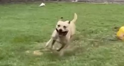 Pas od sreće zaplesao na kiši nakon što je 175 dana proveo u skloništu