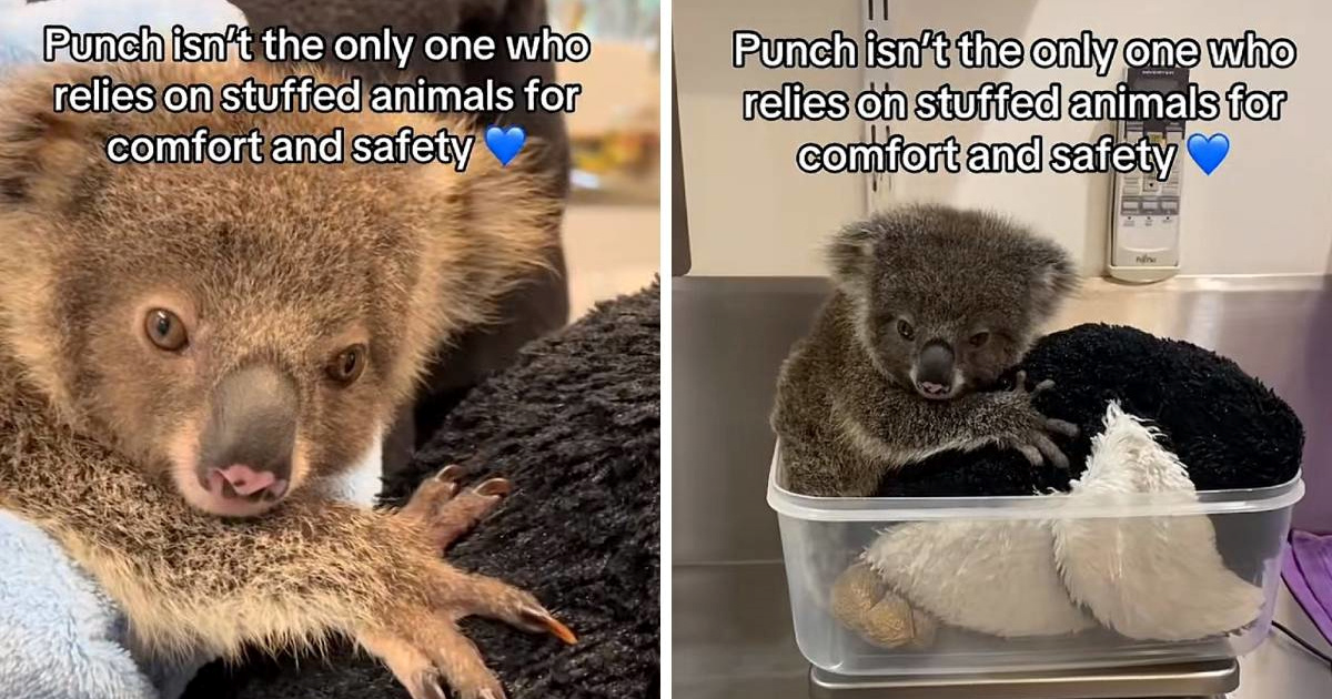 VIDEO Punch nije jedini: Koala Rafa, koja je ostala bez mame, ne odvaja se od igračke