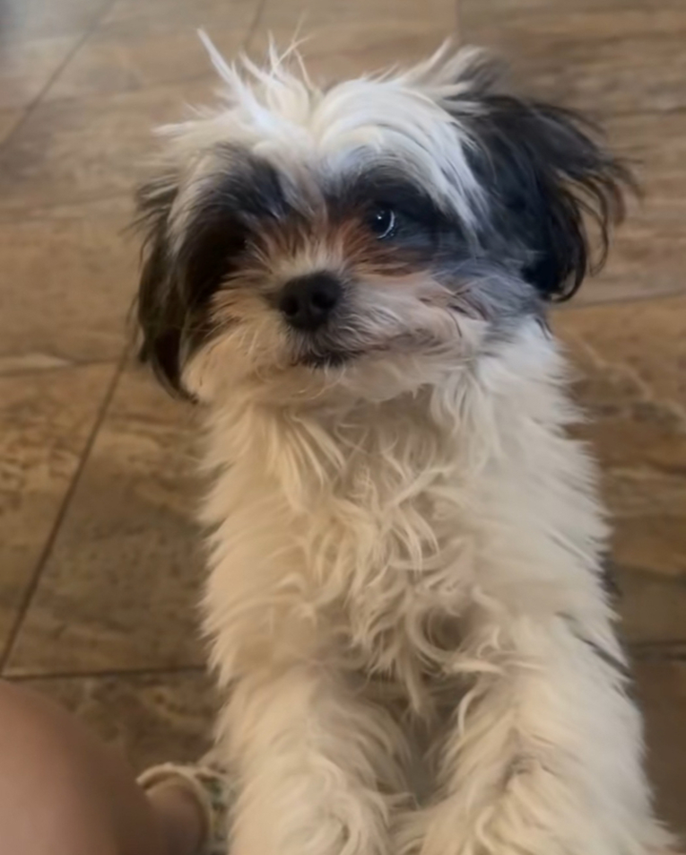 Vlasnica pokazala neobičnu stvar kod svog psa, internet je oduševljen