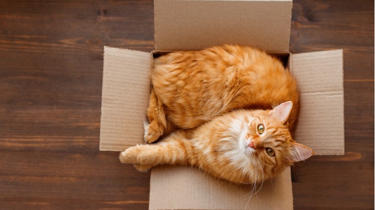 Zašto mačke vole kartonske kutije? Mislimo da to samo one znaju