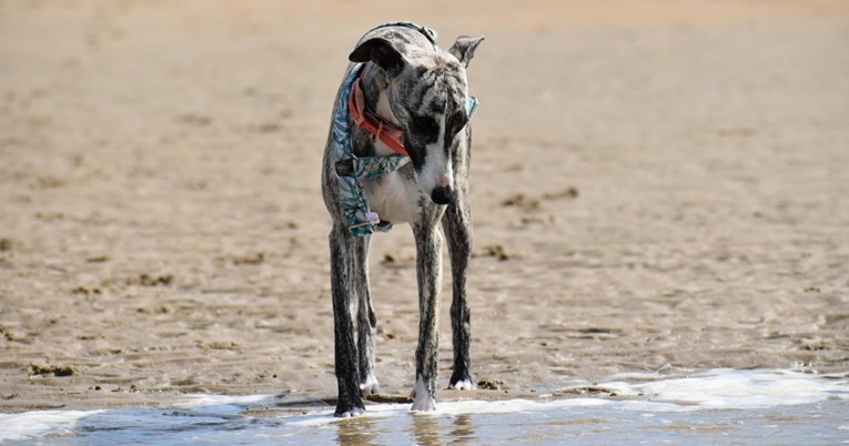 Tri pasmine pasa koje ne podnose buku