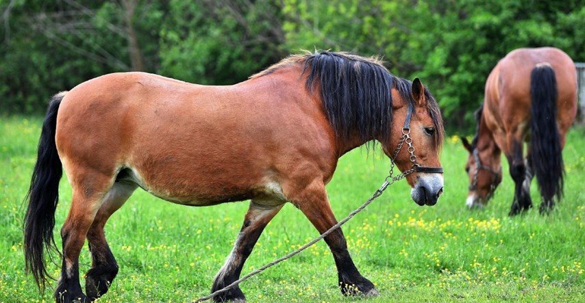 Simpa i Senka veoma su posebni konji kakvih u Hrvatskoj ima tek 40-ak