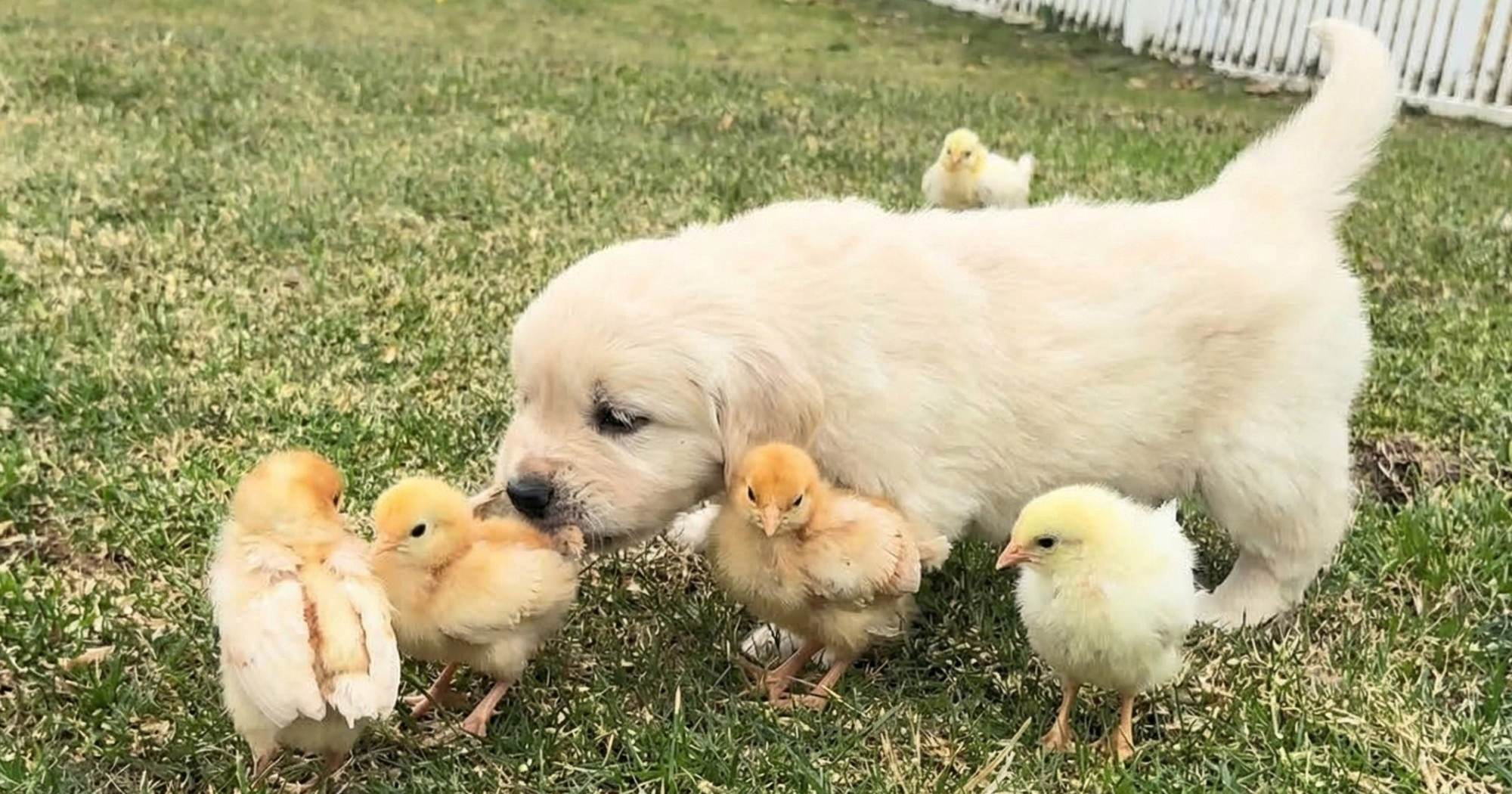 Štenci zlatnog retrivera prvi put se susreli s pilićima, video je hit
