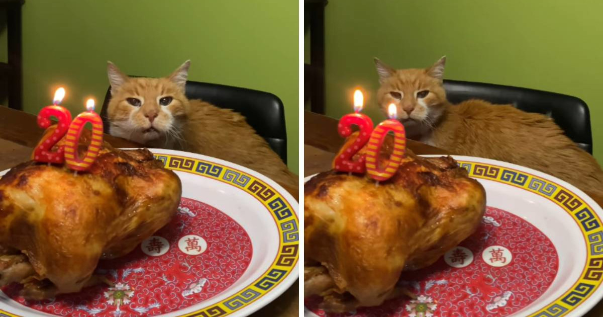 Mačak Orville proslavio 20. rođendan, njegova "torta" nasmijala je ljude 😂