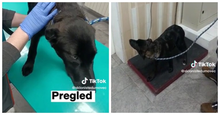 VIDEO Pogledajte što sve pas mora proći jednom kad stigne u azil Dumovec