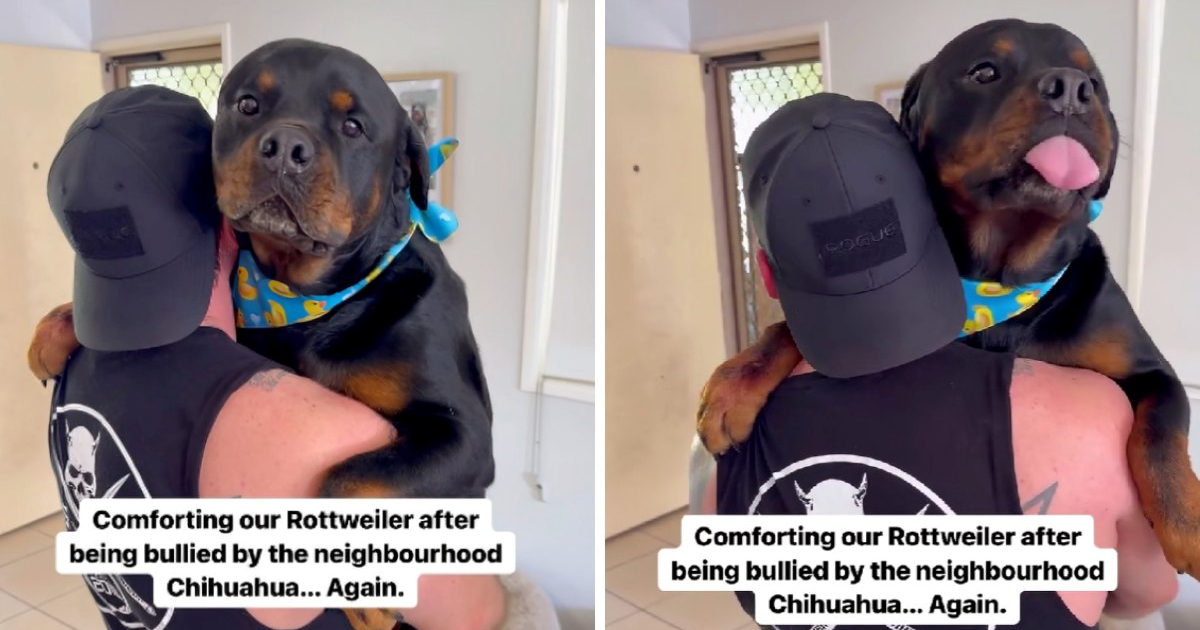 Rotvajler se (opet) uplašio čivave pa potražio utjehu u naručju vlasnika