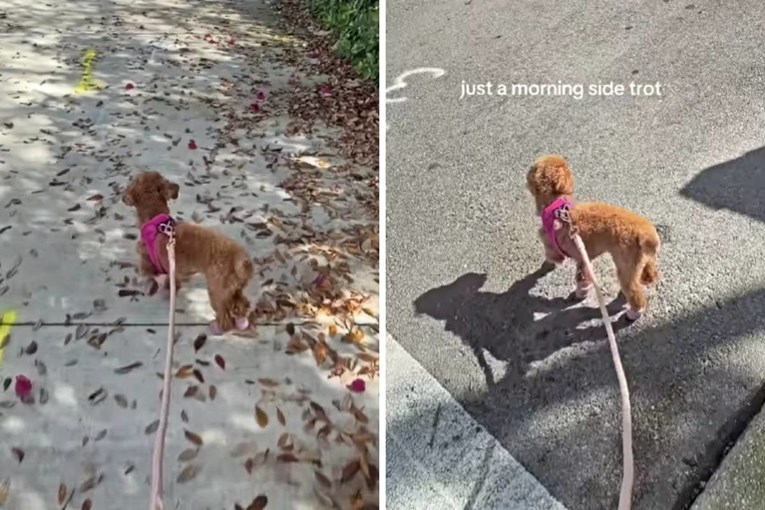 Upoznajte Persiju, pudlicu koja je osvojila internet bočnim hodom