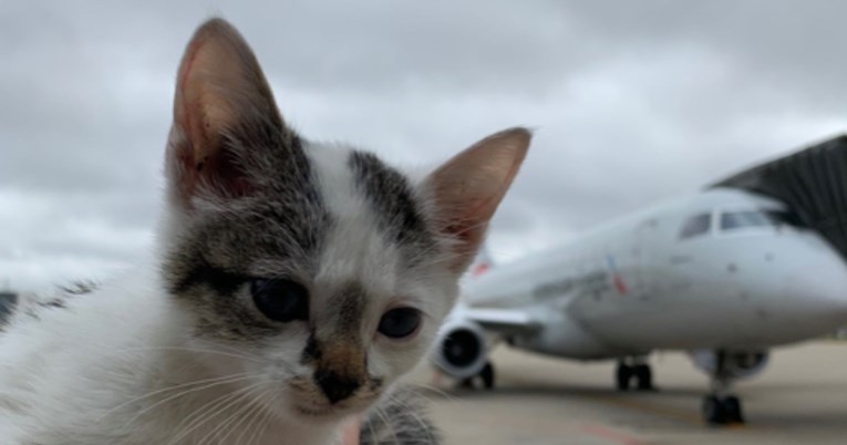 Mačić zalutao na pistu u zračnoj luci pa pronašao obitelj punu ljubavi