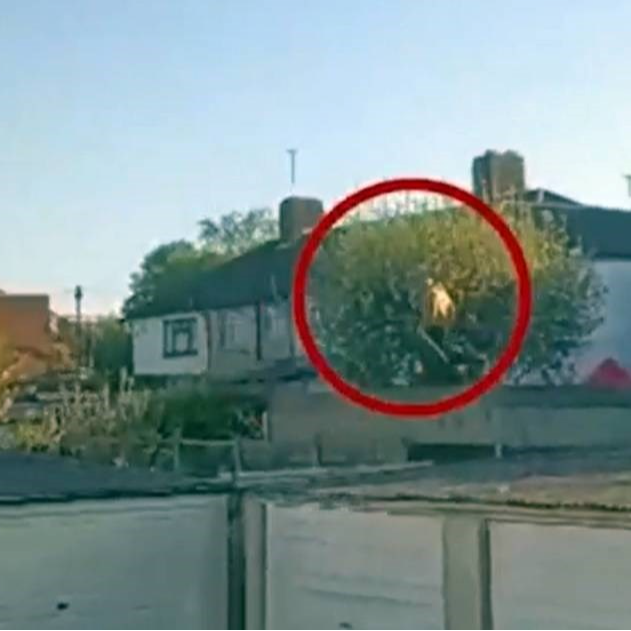 "Zaključajte vrata": Pogledajte kako je policija ganjala ubojicu s mačem po Londonu