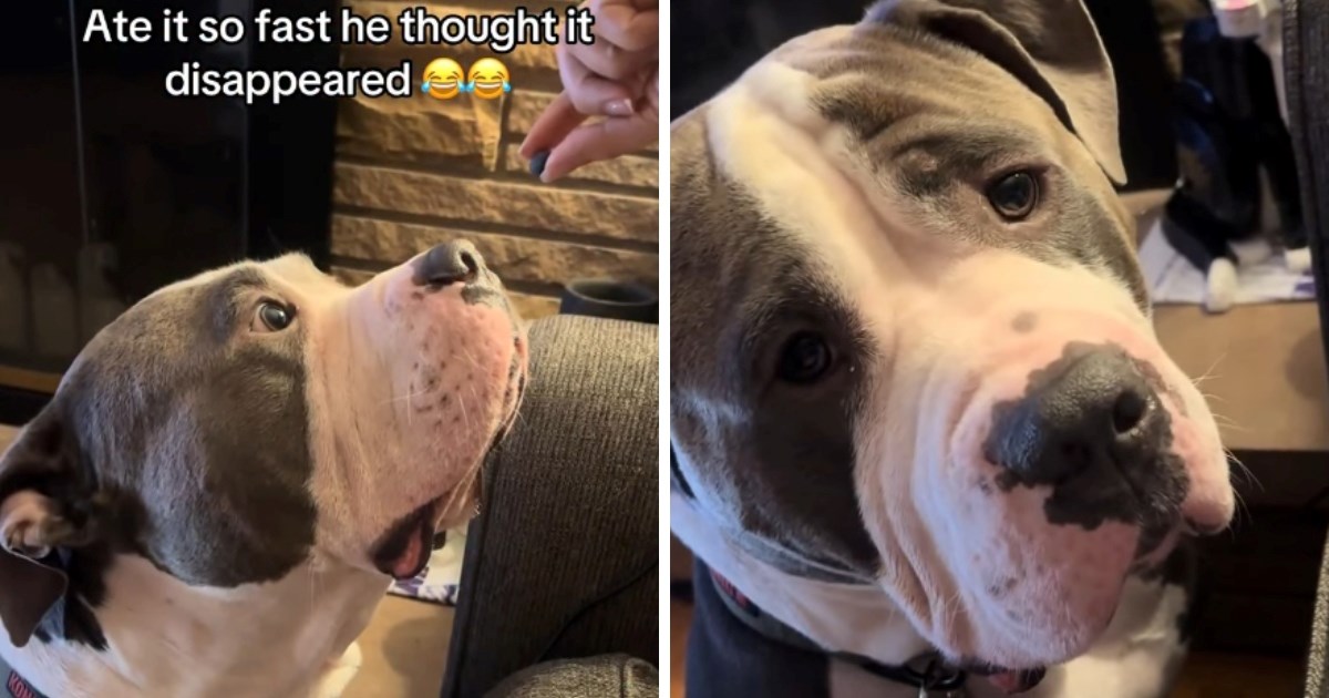 Pas pojeo borovnicu pa se zbunio kamo je nestala