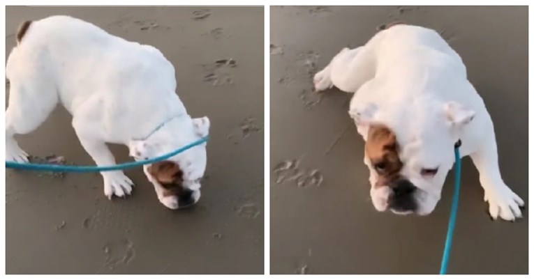 VIDEO 930 tisuća pregleda: Psić prvi put otišao na plažu, njegova reakcija je sve