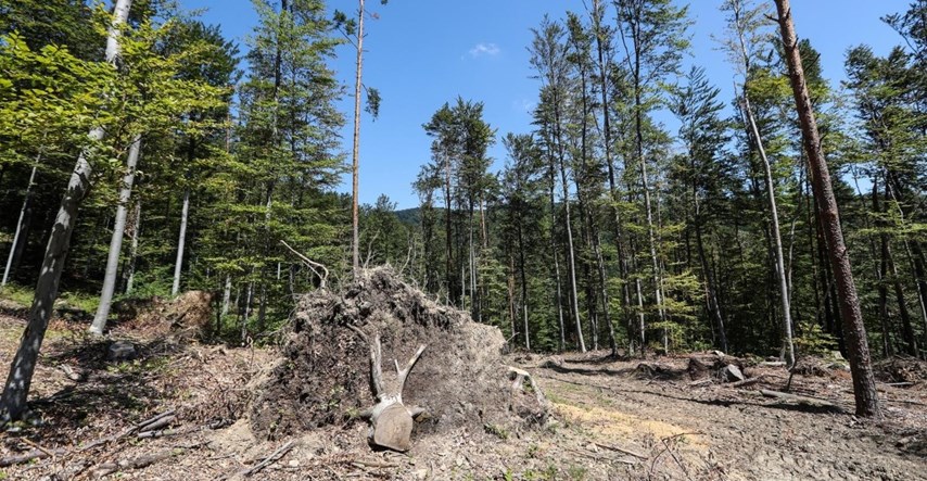 Drastični porast krađa drva, najviše se krade iz privatnih šuma