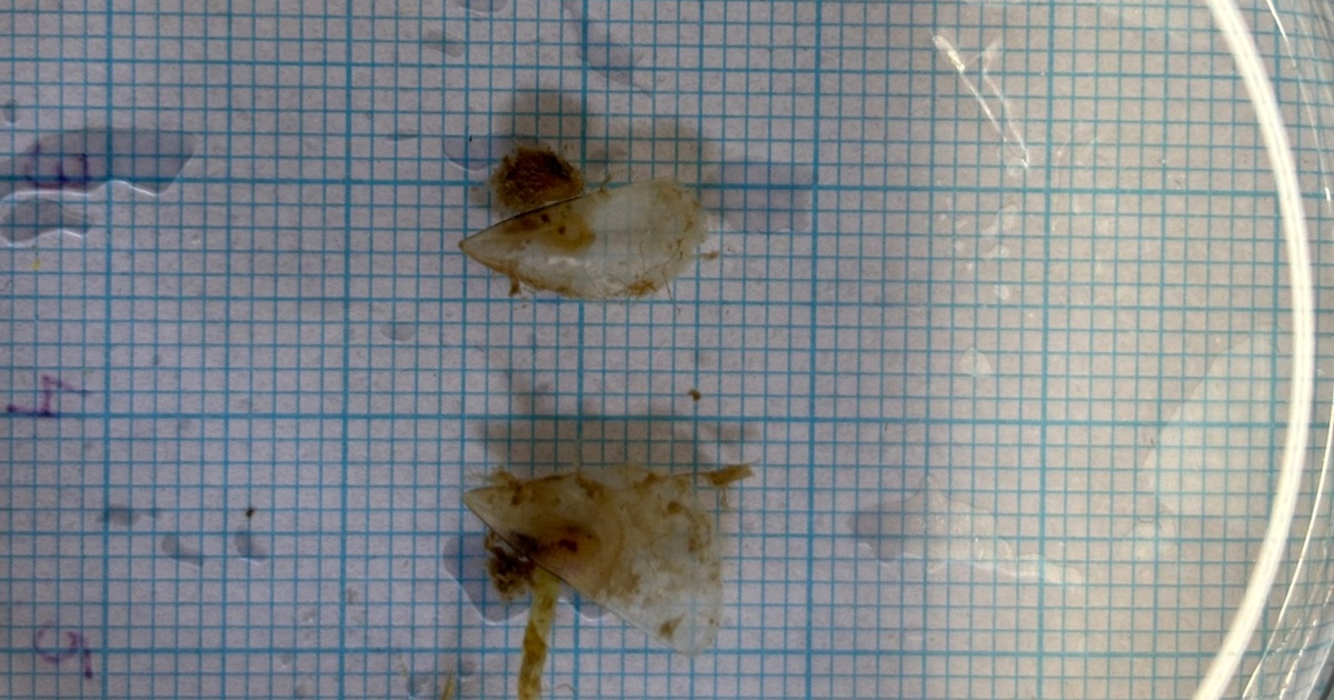 Nova nada za Jadran: U Pore&#x10D;u prona&#x111;ene &#x10D;etiri mlade periske