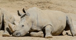 Uginuo najstariji bijeli nosorog na svijetu