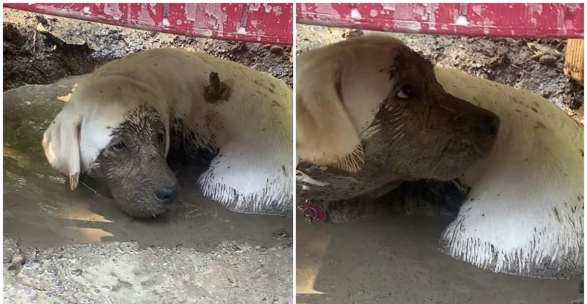 Labradorica skočila u blato i ostavila vlasnicu bez riječi, video je viralan