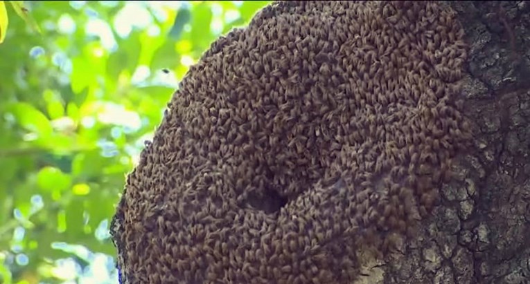 Amerikanac (20) u komi nakon 20.000 uboda "pčela ubojica"
