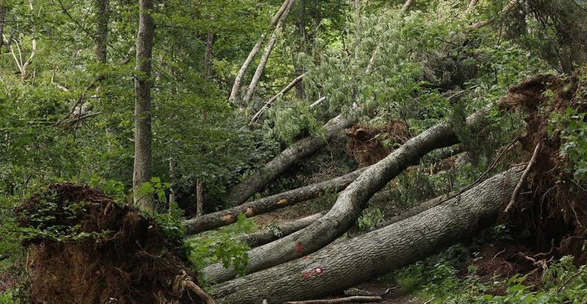 Kod Vukovara oluja u srpnju uništila je šume. Godinama će se to sanirati