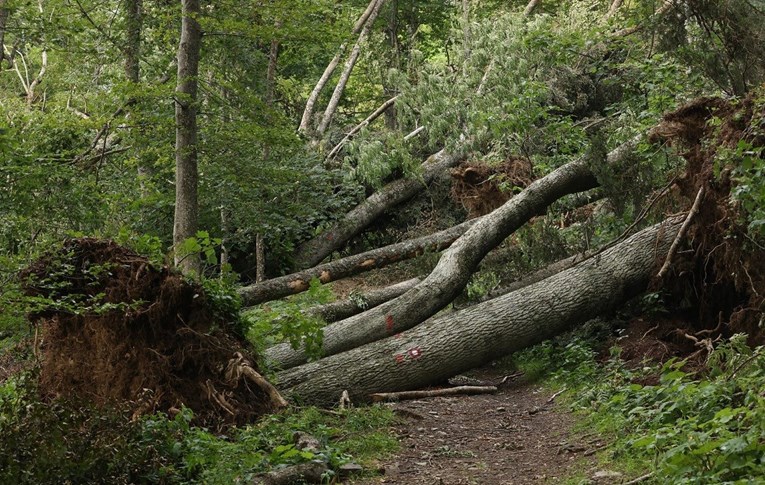 Šume na istoku zemlje neprepoznatljive su nakon oluje u srpnju. Šteta je ogromna