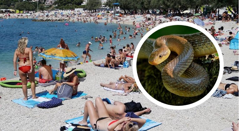 Ženu nasred plaže u Splitu ugrizla zmija: "Bilo je jako puno krvi, ugrizla me u venu"