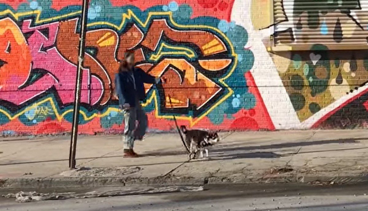 Shiba inu kujica pokazala vlasnici kako izgleda prava šetnja