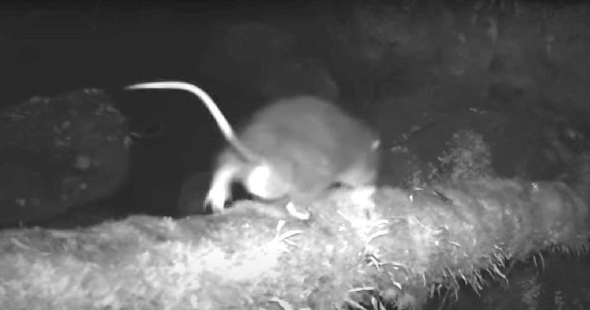 VIDEO Upoznajte subalpskog vunastog štakora, prvi put ikad snimljenog u divljini