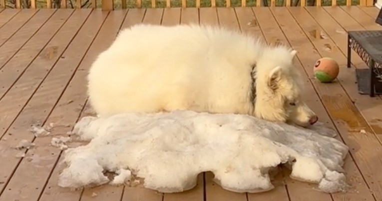 Najtužniji dan u godini za aljaškog malamuta: Otopila mu se posljednja hrpa snijega