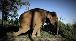 Strani lovci u Bocvani ubili zaštićenog slona, ukinute im dozvole za lov