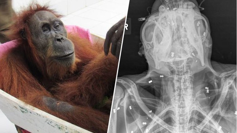 Tinejdžeri upucali orangutana 74 puta, kaznili ih molitvom