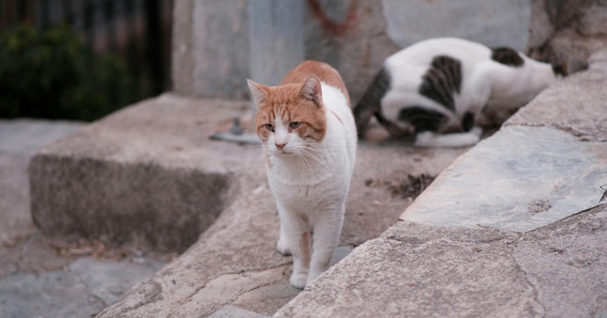 Volonteri iz Šibenika pokrenuli dobrotvornu akciju pomoći mačkama s njihovog područja