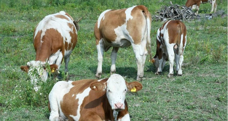 Hrvatska nakon 11 godina dobila dozvolu za izvoz goveda u Tursku