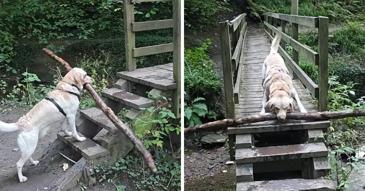 Labrador zapeo s golemom granom na mostu, pogledajte kako je riješio problem
