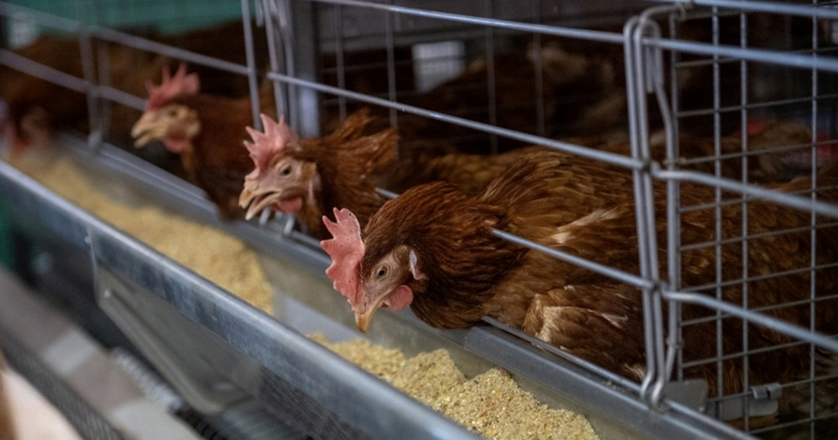 Italija potvrdila prvi europski slučaj ptičje gripe H9N2 kod čovjeka