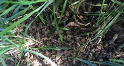 FOTO Pomor pčela u Međimurju, sumnja se na masovno trovanje