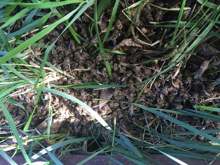 Veterinari i forenzičari istražuju zašto su u Međimurju masovno uginule pčele