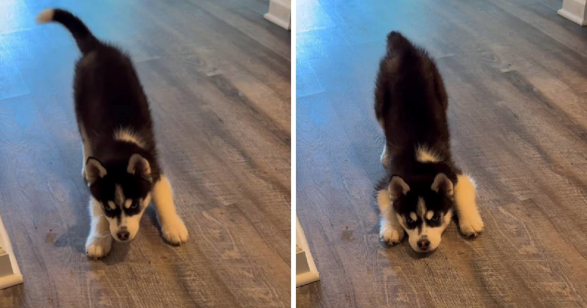 Maleni haski pokušao ispasti strašan, ljudi ne mogu prestati gledati video