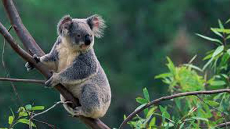 Zbog posljedica požara u Australiji koale bi mogle nestati do 2050. godine