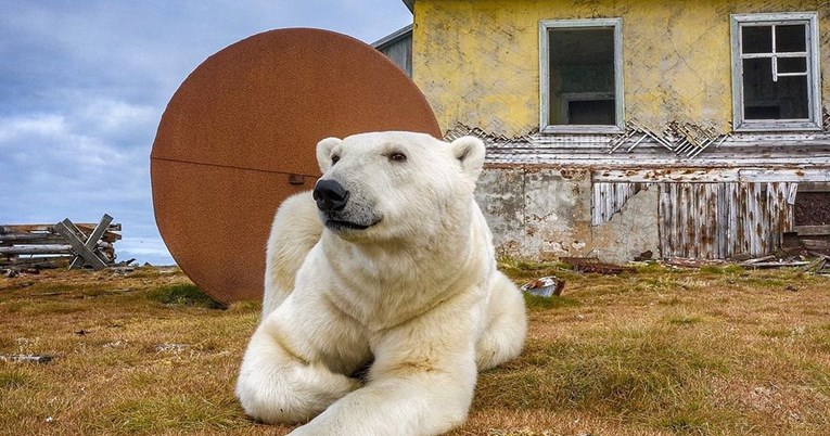 S ruskog otoka ljudi su otišli prije 30 godina, a sad u njihovim kućama žive medvjedi