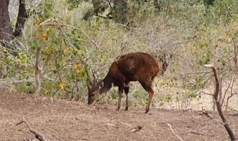 Antilopa pasla u miru, nije ni slutila da se predator blizu nje sprema za napad